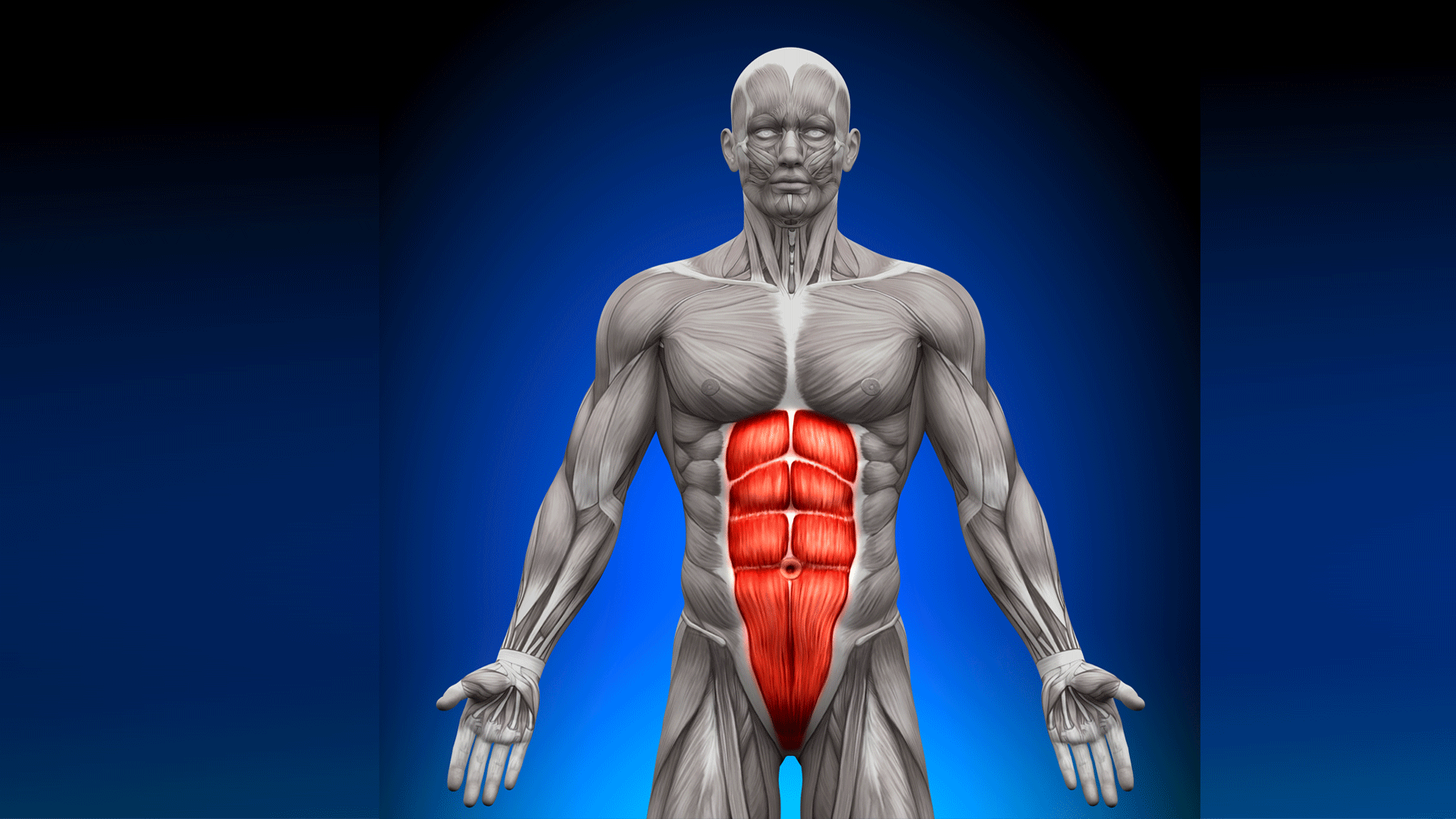 Base-Line muscles.Pelvic floor, rectus abdominis. Find your