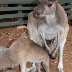 392px-Grey_Roo_with_Joey_SMC_2006
