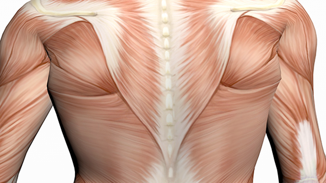 Upper Back Strength & Flexibility | FusionPilatesEDU.com